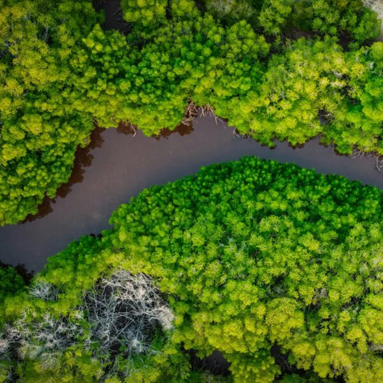 Mangrove restoration, Southeast Asia image
